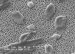 Buckyballs Help Keep Water Treatment Plants to Operate More Efficiently