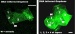 Graphene Finds New Biological Applications