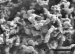 Nanoparticles Found to be Able to Enter in Mammalian Cells
