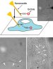 Nanoneedle Delivers One or More Molecules into Living Cells