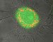 Silica Nanoparticles Optimized for Bioapplications
