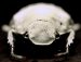 Obscure Beetle Inspires New Way to Make Brilliantly White Paper