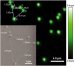 Biofriendly Nanocrystal Shed Light on Behavior within Cells