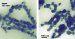 The Shape of Nanoparticles can Drastically Affect their Behavior