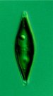 Algae Could Solve the Global Energy Crisis