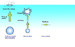 AIST Using Nanoparticle Tracking Analysis to Study Nanobubbles