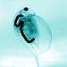 The Impact of Nanoparticles on the Environment