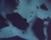 New Standards for Use with Microspectrophotometers and Microspectrofluorometers