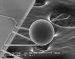 Casimir Effect becoming More Important