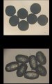 Elasticized Liquid Crystals that Behave Like Muscles