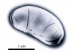 Secrets of How Bacteria Create Cellular Magnets Could Impact  Bio and Nanotechnology