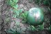 Push for Sustainability will Provide New Opportunities for DuPont