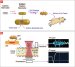 Gold Coated Carbon Nanotubes Used to Detect Cancer Cells