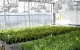 Researchers Optimized Dandelion  for Large-scale Rubber Production
