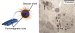 Sugar Coated Nanoparticles Could be Used to Treat Cancer