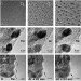 Carbon Nanotubes to Supersede Conventional Silicon-Based Transistors
