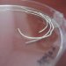 Soluble Fibers Help Humans to Regenerate Bone and Other Tissues