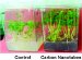 Researchers Fast Forwards Seed Germination with Carbon Nanotubes