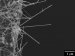 Silicon Nanowires Prove Sturdy Enough to Work in Nanoelectronics and Other Applications
