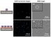 Silicon Chip Covered in Nanopillars Used to Capture Cancer Cells