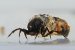 Synthetic Version of Cadish Fly Silk May Have Application as a Surgical Adhesive