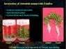 Nanoparticles Found to Assist with Plant Growth
