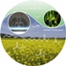 Study on Chemical Pathways in Biofuel Combustion