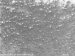 Nanotube Etching Improves Integration of Titanium Implants