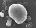 Influence of Particle Shape on Battery Electrode Coating Films Reported