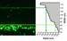 New Nanofluidic Device to Measure Different-Sized Nanoparticles