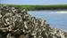 Research on Oyster Cement Can Aid in Development of Synthetic Adhesives