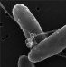 USC Researchers Find That Bacterial Nanowires Conduct Electricity
