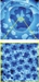 Experiments Show Poor Alignment of Water Molecules on Platinum Surface