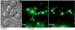 New Discovery May Help Find How Nanoparticles Impact Living Systems