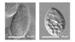 UC Study Shows How Nanoparticles Biomagnify in A Simple Microbial Food Chain