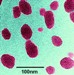 New Method to Synthesize Ultrabright Fluorescent Silica Nanoparticles