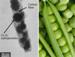Fabrication of New Peapod Composite for Use in Lithium-Ion Batteries
