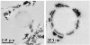 PNNL Team Identifies That Microbially Generated Ferrous Iron Reduces Pollutant in Groundwater
