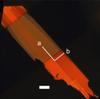 Researchers Develop Novel Organic Semiconductor Material for Liquid Crystal Displays