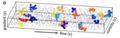 Cornell Scientists Explore Microscopic Origin of Non-Newtonian Fluids