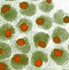 Novel Process Employs Magnetic Fields for Hybrid Nanoparticles Purification