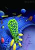 Study Reveals Cause of Trouble by Nanomaterials on Cells