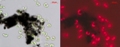 Researchers Study Effects of Nanomaterials on Green Algae