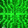 Researchers Develop First Biocompatible Transistor Array Made of Graphene