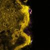 Researchers Characterize Optical Properties of ZnO Nanoparticles for Toxicity Study