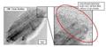 Tokyo Institute of Technology, Teijin Co-Develop Carbon Nanofiber with Electrical Properties