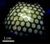 Researchers Develop Backplane Material for Future Plastic Electronic Devices