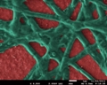 Phycocyanin Cross-Coupled To Hematite Nanoparticles Absorb More Photons