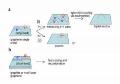 Researchers Synthesize Optical Limiting Materials Using Graphene Dispersion