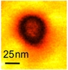 Study Reveals Metallic Conductivity in Ferroelectric Materials